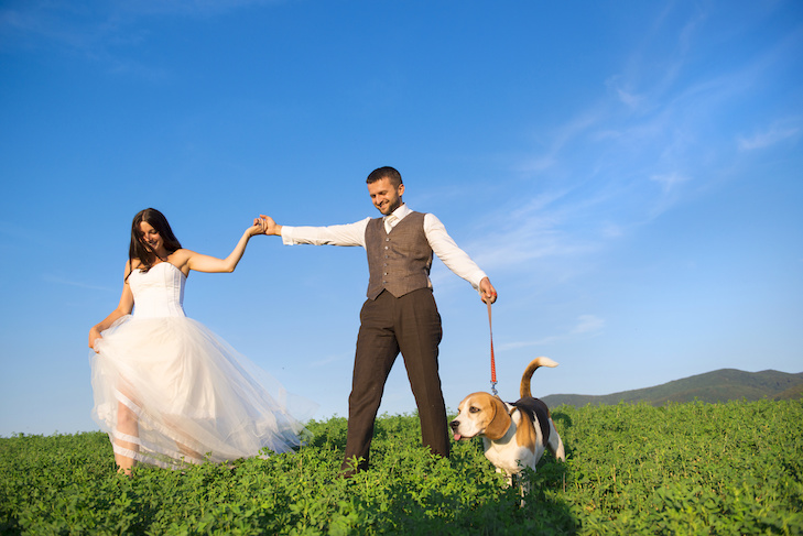 Beagle on leash walking in a field with a couple getting married.