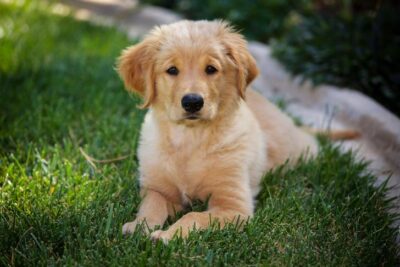 Golden Retriever puppy laying down in the garden.