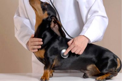 Ask the Vet