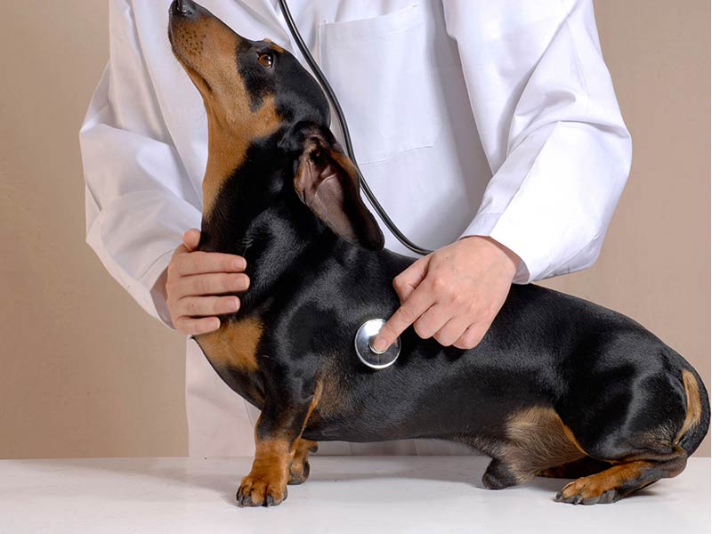 Ask the Vet