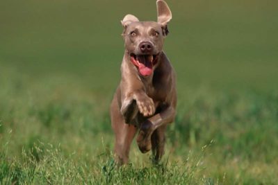 hyper dog