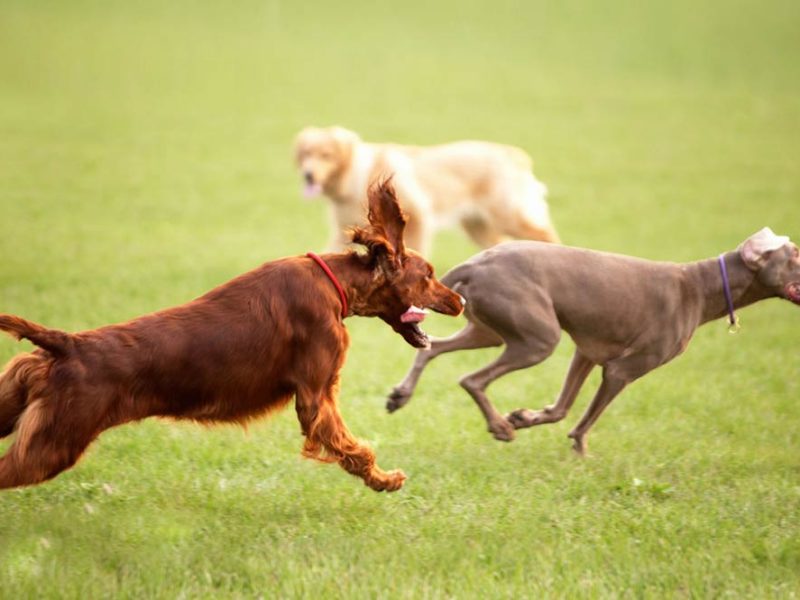Dog park