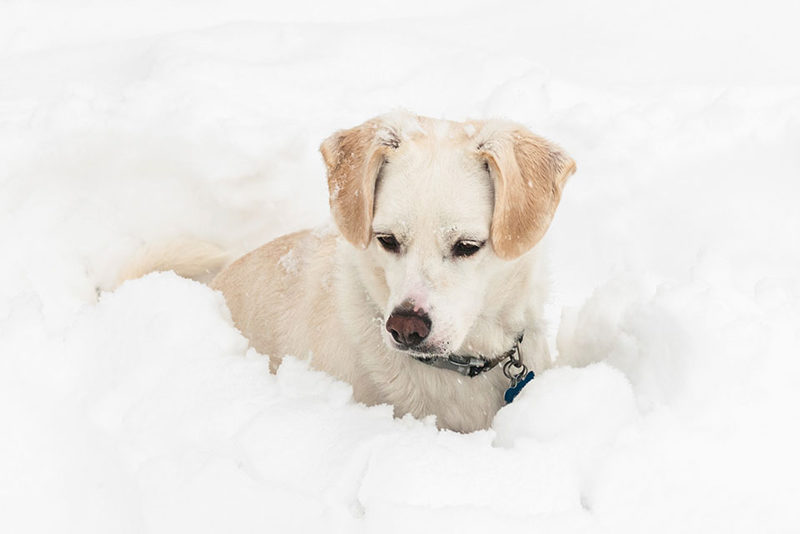 dog blizzard
