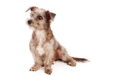 muddy dog