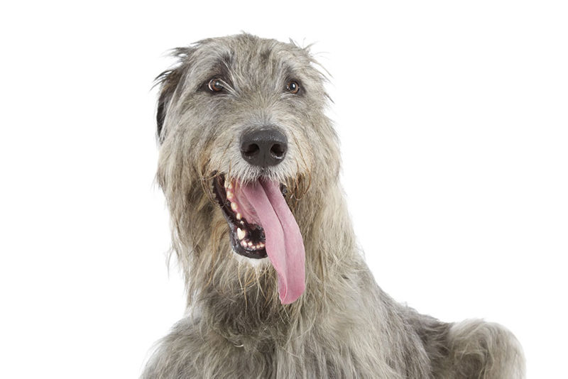 Irish Wolfhound