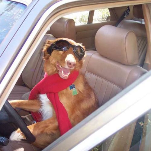 how to get a dog registered as a therapy dog