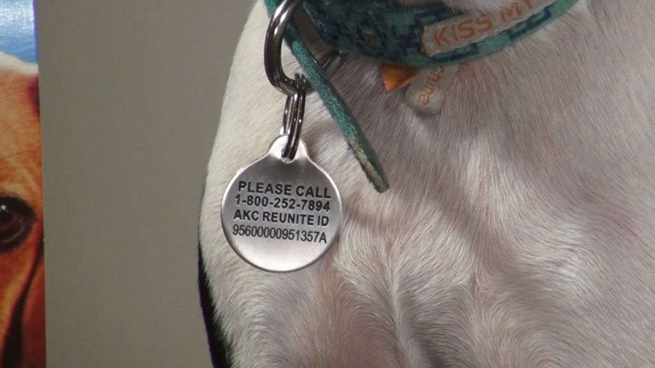 akc chip registration