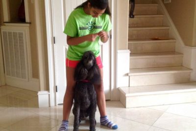 teach your dog to play peekaboo
