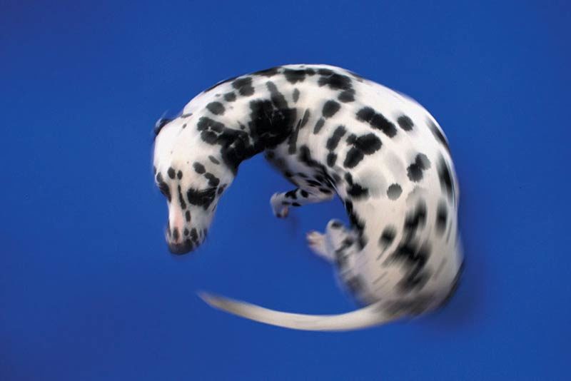 dog chasing tail