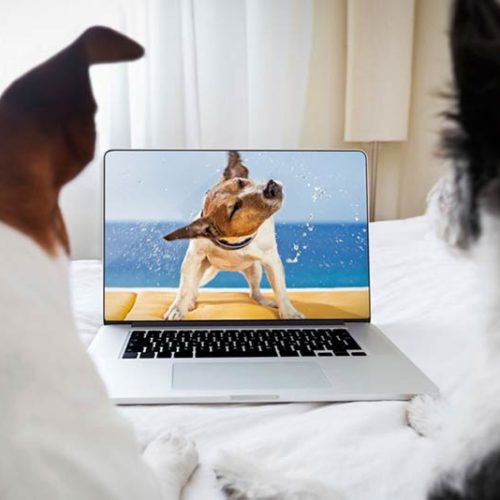 Dogs In Superbowl Ads Why They Work American Kennel Club