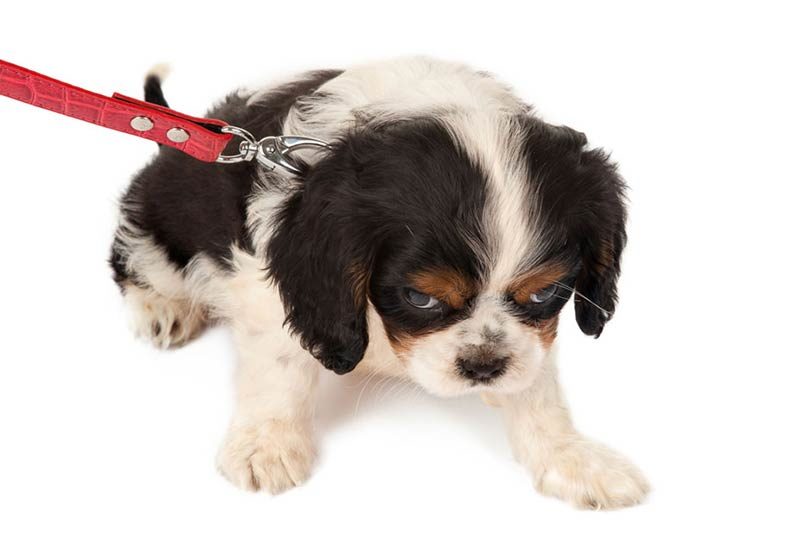 Dog on leash