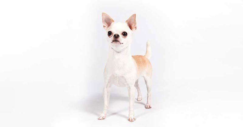 Chihuahua