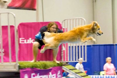A Golden Retriever doing dock diving