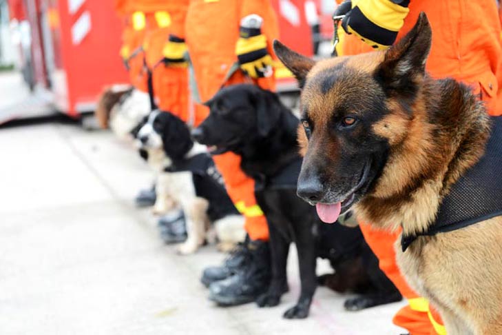 A German Shepherd, Black Lab, Springer Spaniel, and others preparing for Search and Rescue