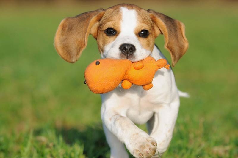 beagle with toy