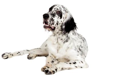 English Setter
