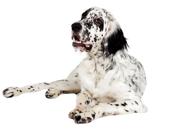 English Setter