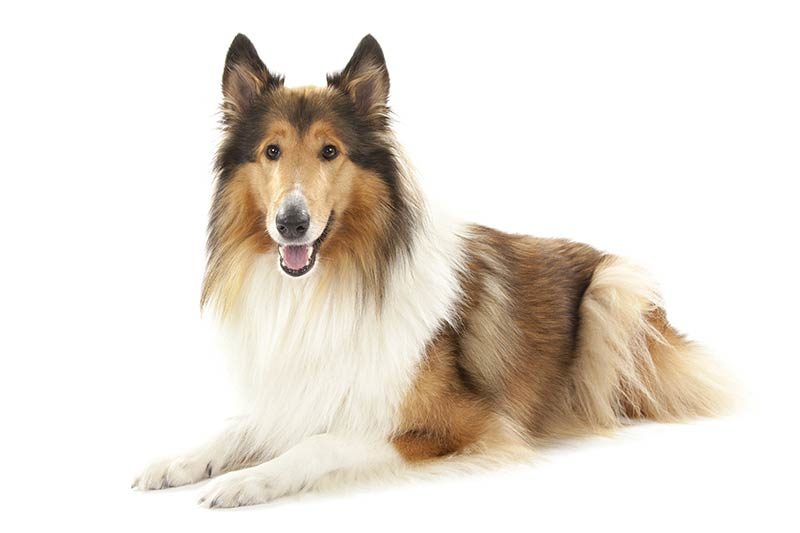 collie