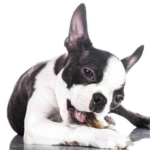 oldest living boston terrier