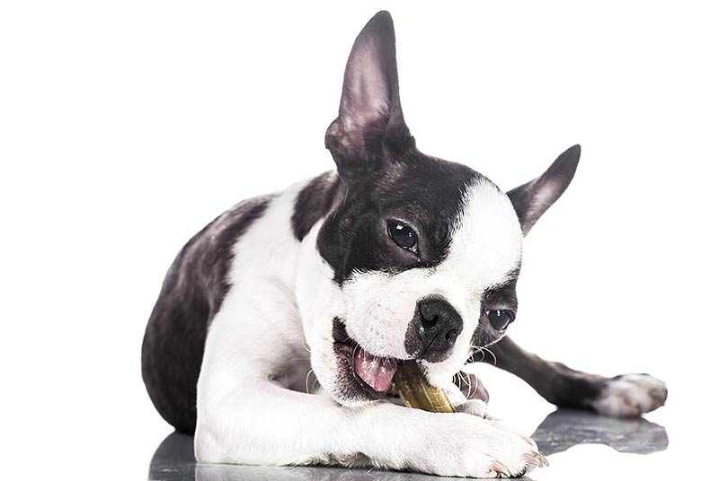 Boston Terrier