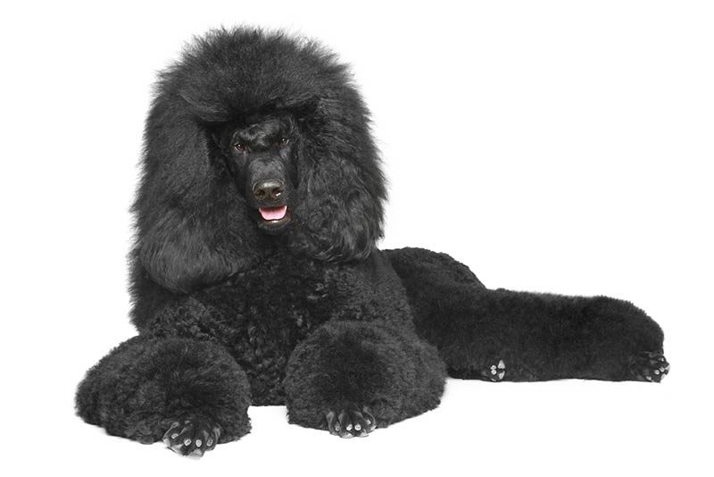 Poodle