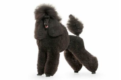 Poodle