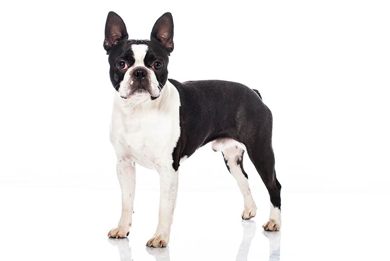 Non Sporting Group American Kennel Club Boston Terrier Beautiful