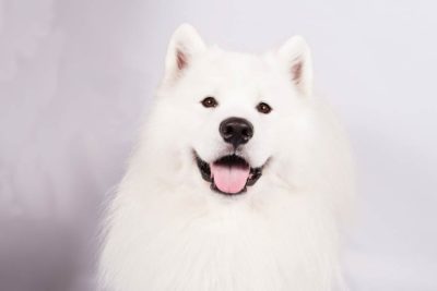 Samoyed