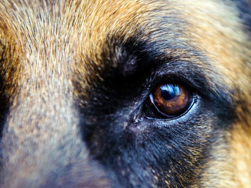 Managing the Problems of Older Dogs