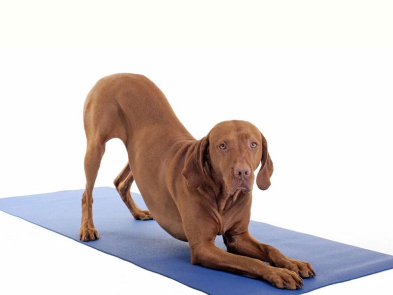Signs that your pooch is in pain social