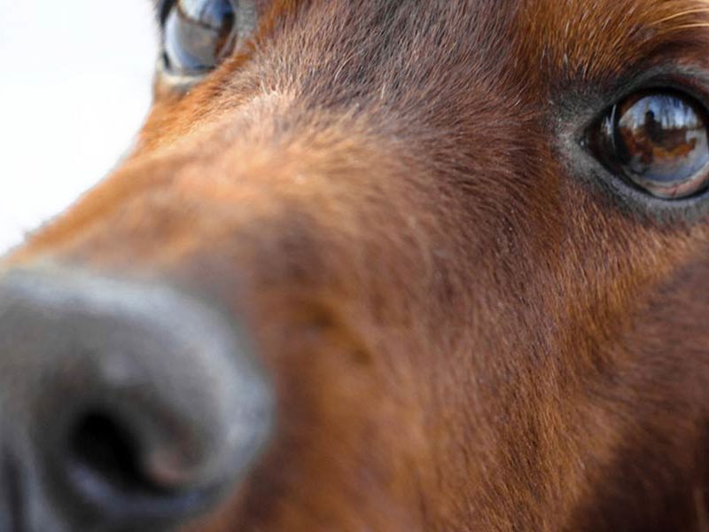 Protect Your Pooch from Poisonous Plants