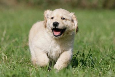 so you want to breed dogs