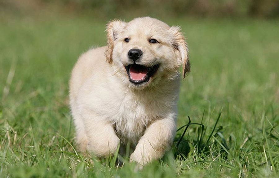 what do i need to breed dogs