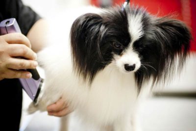 dog shaving