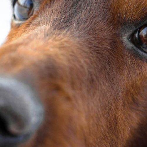 find a stud dog kennel club