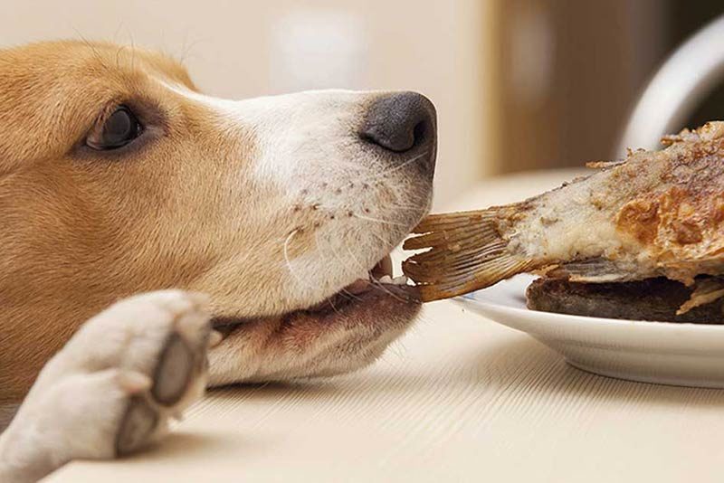 dont feed table scraps