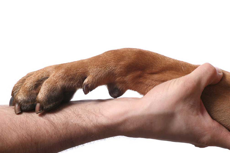 heal fido acupuncture could help an ailing dog
