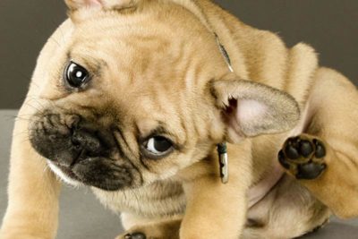 give a dog a bone be careful