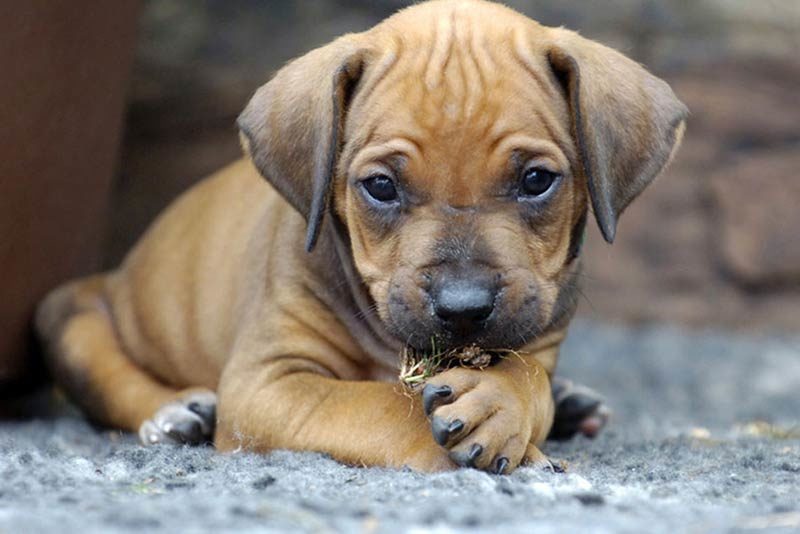 first aid for a dog burns