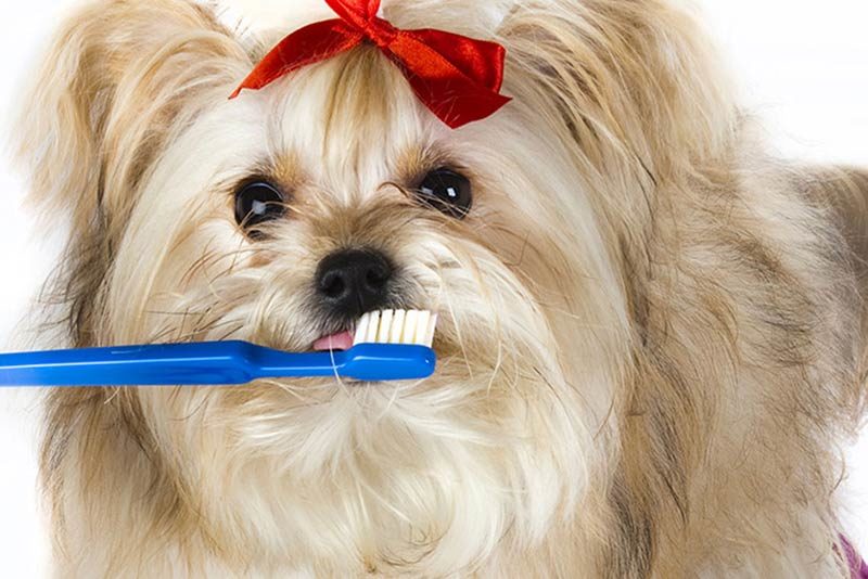 dental problems differ for large and small dogs