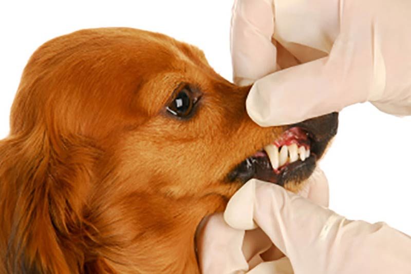 dental examinations can prevent tooth and gum pain