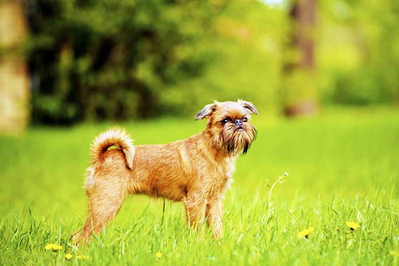 canine heatstroke