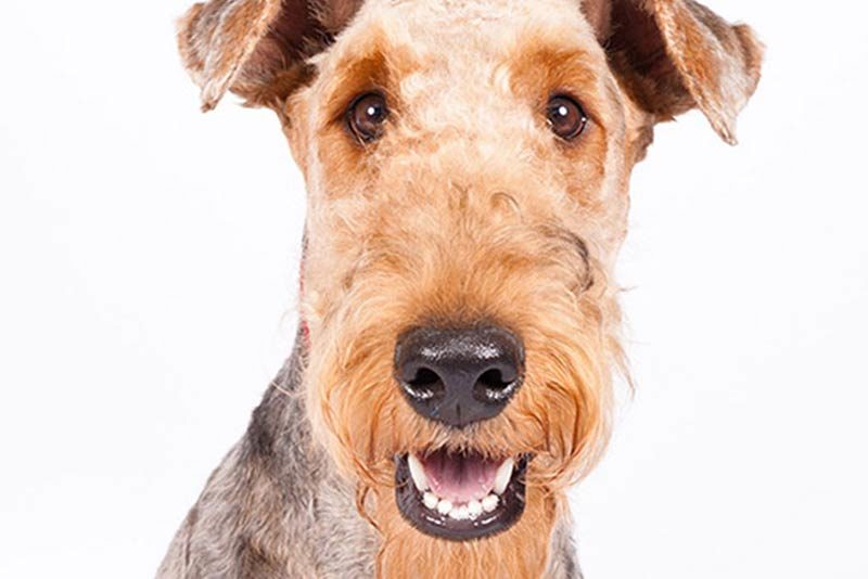 working with your veterinarian