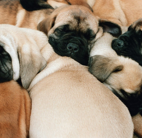 whelping box tractor supply