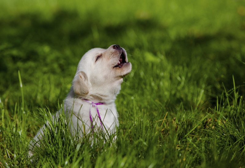 Labrador retriever puppy sitting in the grass howling.