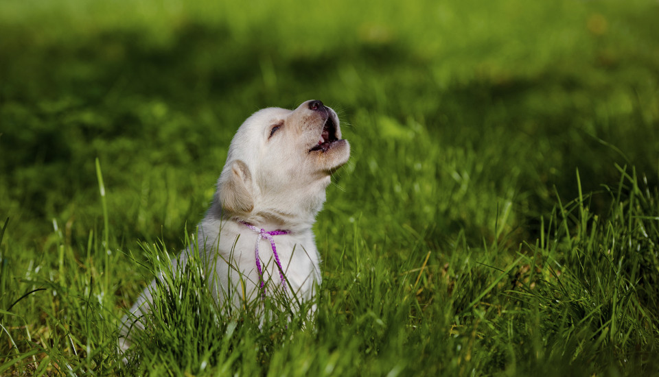 How to Stop a Dog From Barking American Kennel Club