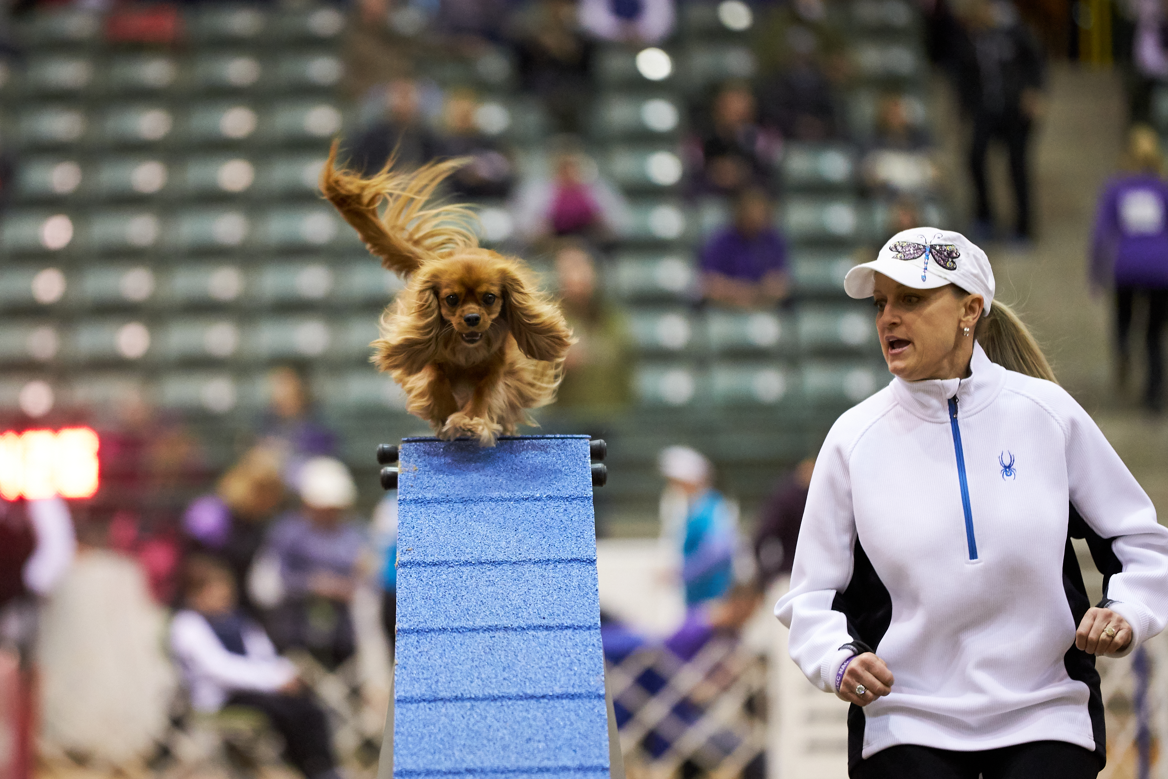 Tips For Getting Started In Dog Agility American Kennel Club