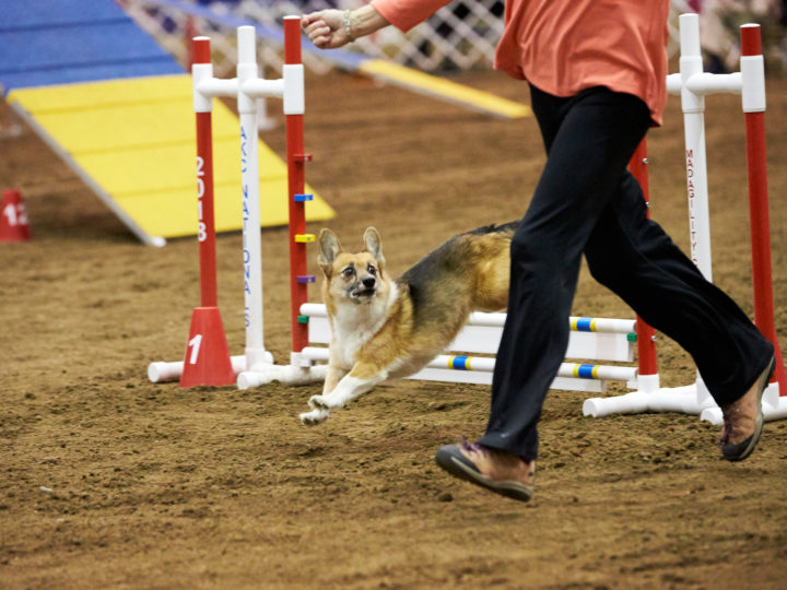 How to Watch the 2019 AKC Rally, Obedience, and Agility National