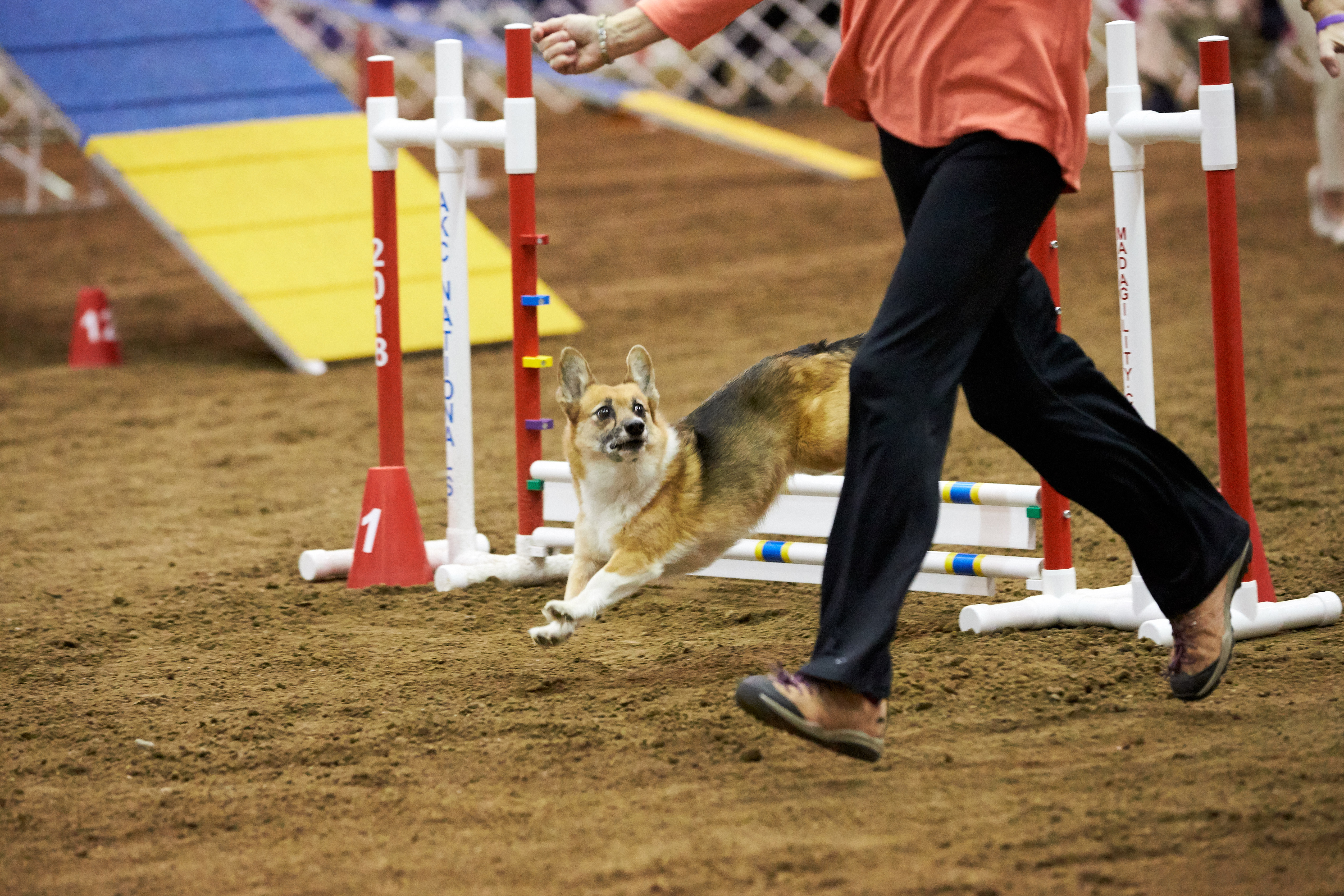 Kenyalogy Dog Walking Clubs Kenyalogy Agility Competition Near Me