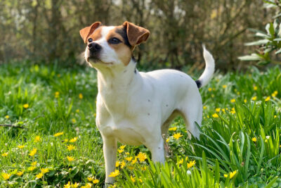 Danish-Swedish Farmdog standing in a field of grasses and flowers.